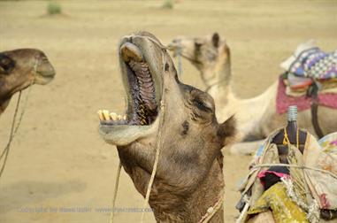 03 Camelride,_Sanddunes,_Kuri_DSC3373_b_H600